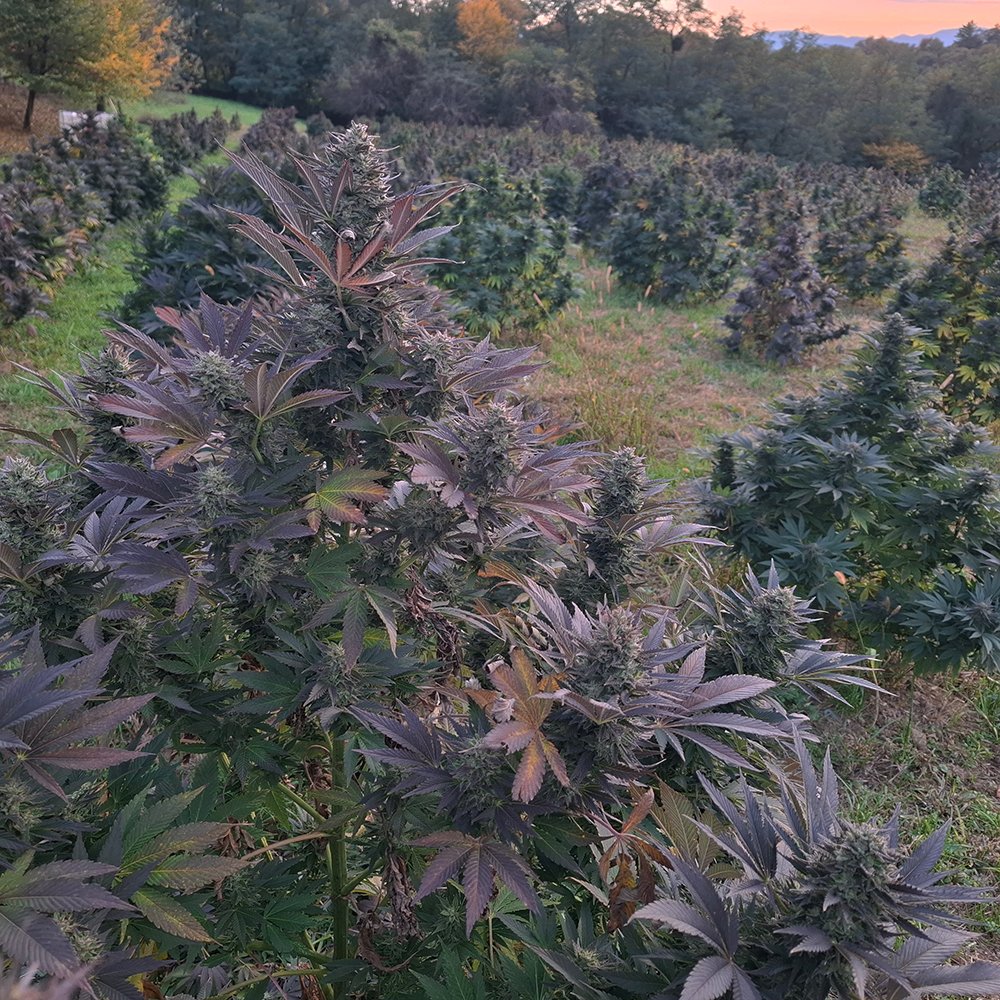 Konopljino polje industrijske konoplje v Sloveniji